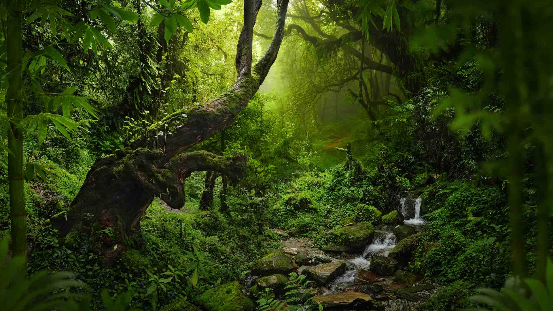 جائزة نوبل الخضراء لتكريم العمل البيئي في غابات الأمازون المطيرة